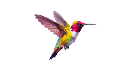 hummingbird isolated on white