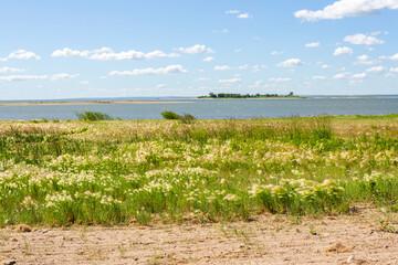 Wildflowers and plants on the Missouri Riverbank in North Dakota