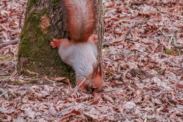 A funny red squirrel digs through autumn leaves near a tree trunk.