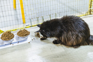 Two Cats Eating from Bowl. Feline Eats Food, Licking Tongue. Cat Feeding Isolated Neutral...