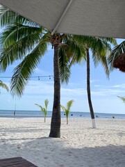 palm trees on the beach