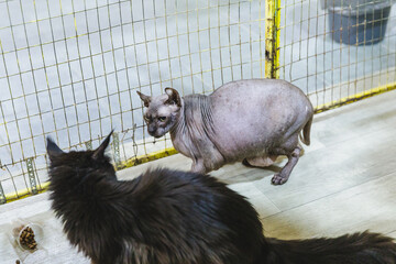 Two Cats Eating from Bowl. Feline Eats Food, Licking Tongue. Cat Feeding Isolated Neutral...