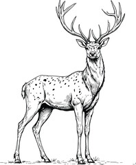 Black-and-White Vector Illustration of Standing Spotted Deer – 1-Item Wildlife Silhouette