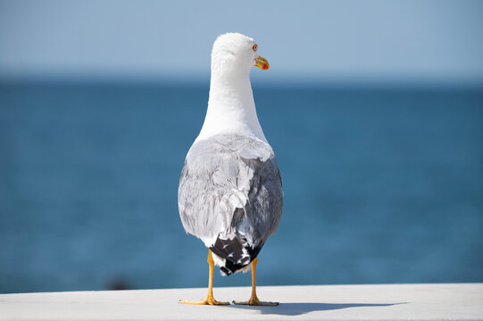A seagull standing with its back to the camera, gazing at the blue sea under a clear sky. A summer coastal scene with a contrast of white feathers and turquoise water.