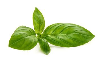 Basil Leaves, Ocimum basilicum, isolated on white background