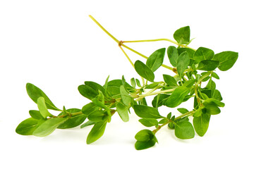 Thyme Herb Branch, Thymus vulgaris, isolated on white background