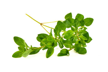 Thyme Herb Branch, Thymus vulgaris, isolated on white background