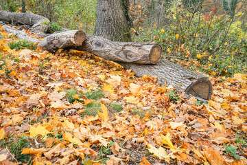 A pile of logs and leaves on the ground