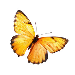 Fototapeta premium A vibrant yellow butterfly in flight