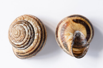 Two snail shells, top of shell and bottom of shell, on white background © MeganKobe