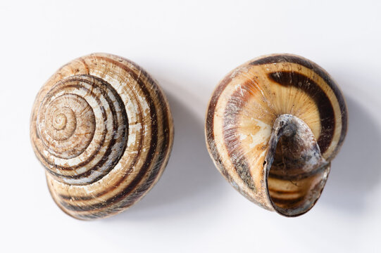 Two snail shells, top of shell and bottom of shell, on white background