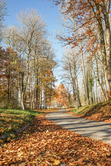 A path through a forest with leaves on the ground