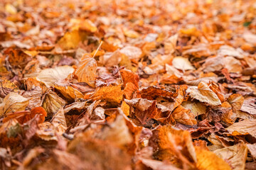 A lot of large yellow autumn leaves lie on the ground.