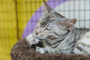 A red and gray tabby cat lies in a bed and licks its paw