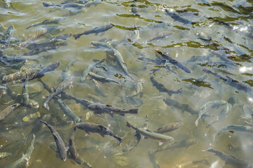 Many trout fish swim in a large pond, the water is green and clear Artificial fish breeding in agriculture is shown.