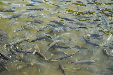 Many trout fish swim in a large pond, the water is green and clear Artificial fish breeding in...