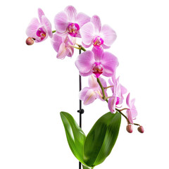 Obraz premium Vibrant pink orchid blooms
