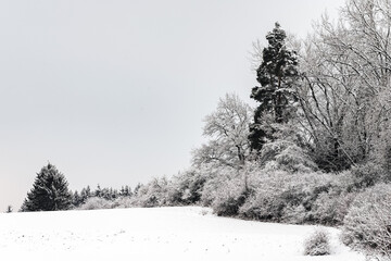 Evening winter landscape with snow-covered trees in a snow-covered field and the sky is gray....