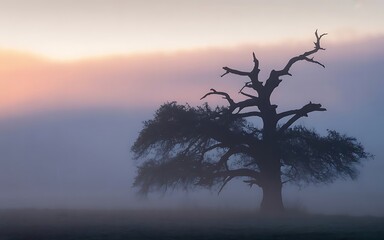 Solitary ancient tree silhouetted against a misty sunrise sky