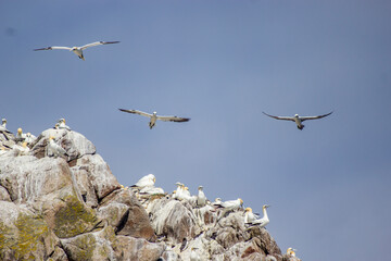 Gannet Colony