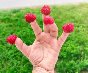 Raspberries are placed on  person's finges on grass background.
