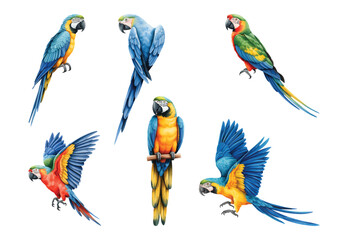 Watercolor illustration set of tropical parrots in flight and perched. 