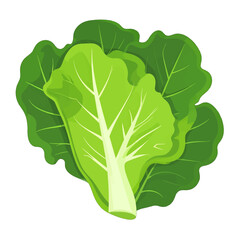 Fresh Green Lettuce Illustration