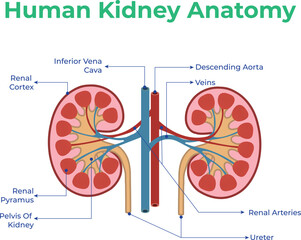 Understanding Human Kidney Anatomy and Function