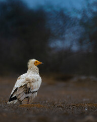 Egyptian Vulture standing alone on dry grassland during golden hour – a rare bird of prey captured in natural habitat with moody blue sky and sharp details.