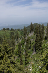 Mountain slope covered with pine trees, some fallen, at Kok Zhailau, Kazakhstan, under a cloudy sky