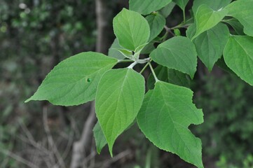 Close-up of leaves and stem of Clerodendrum trichotomum