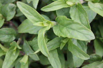 Prunella vulgaris Korean herb leaf closeup