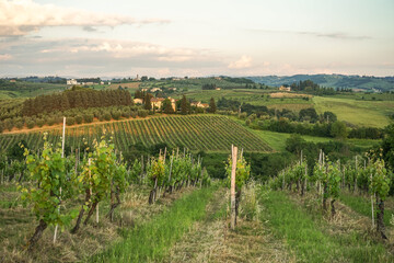 Fototapeta premium A beautiful countryside with vineyards and a house in the distance