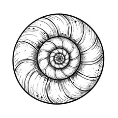 Obraz premium Detailed Spiral Shell Graphic Illustration