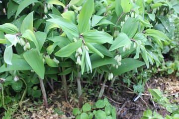 Polygonatum odoratum growing in natural habitat