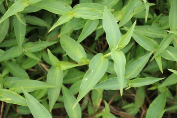 Commelina communis leaves closeup