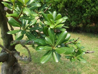 Pittosporum tobira evergreen foliage closeup from Korea