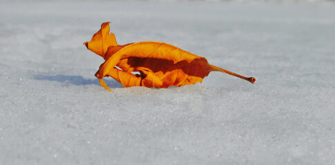 withered leaves and autumn leaf pictures, colorful leaves