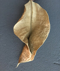 withered leaves and autumn leaf pictures, colorful leaves