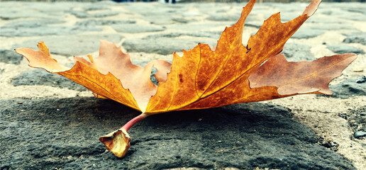 withered leaves and autumn leaf pictures, colorful leaves