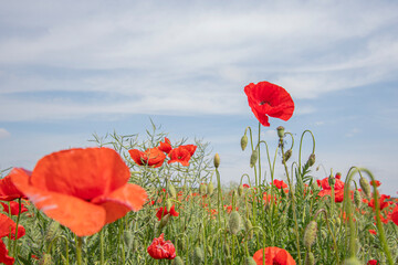 red poppy field