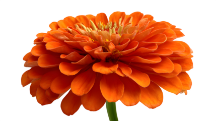 Bright zimmia bloom in tropical shape on white background 