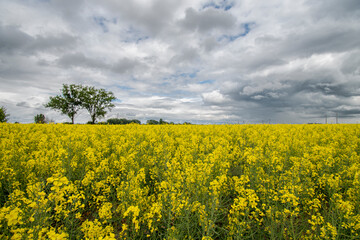 rape field in spring