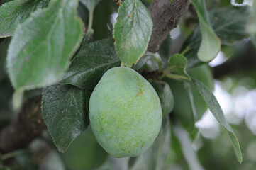 Green plums on a tree branch in an orchard in summer