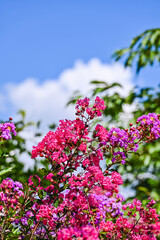 夏に花咲くサルスベリ