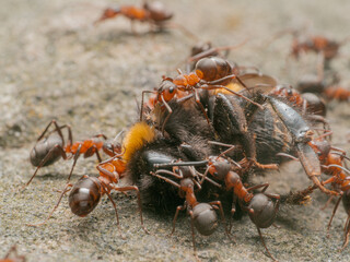 Nahaufnahme einer Gruppe roter Waldameisen, die versucht, eine Hummel zu &uuml;berw&auml;ltigen.