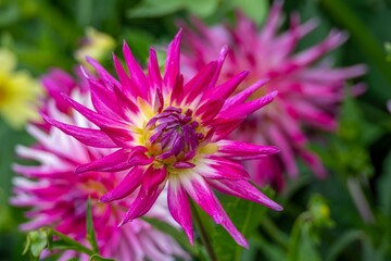 Obraz premium close up of bright pink dahlia flower
