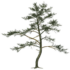 Fototapeta premium A solitary pine tree with green needles and brown branches