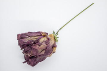 Dried flower on a light background