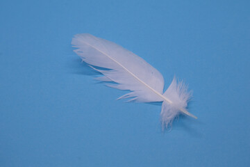 White feather on a blue background